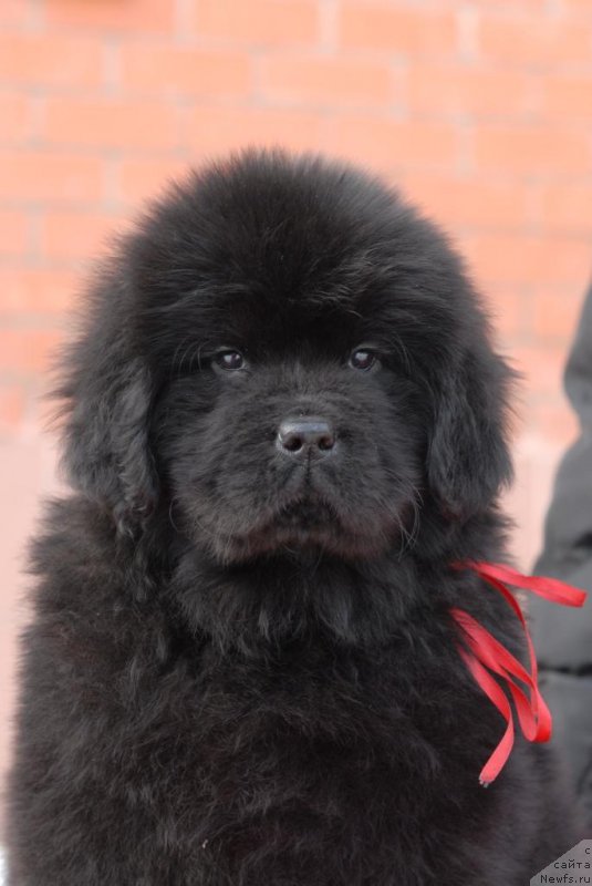 Фотография № 174677