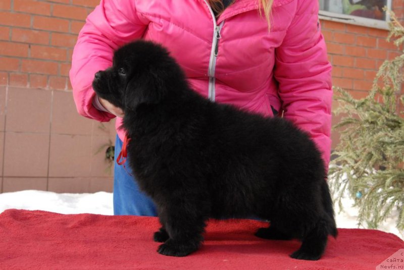 Фотография № 174680