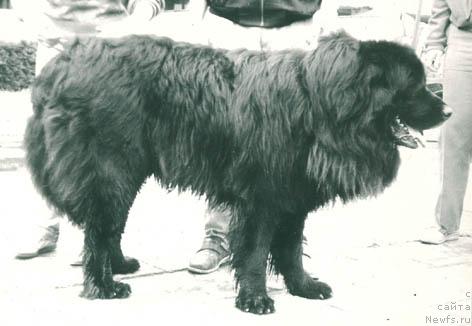 Фото: ньюфаундленд Richard YUlirin (Ричард Юлирин)