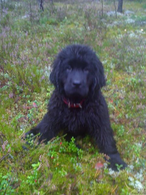 Фото: ньюфаундленд YEnergiya Okeana (Энергия Океана)