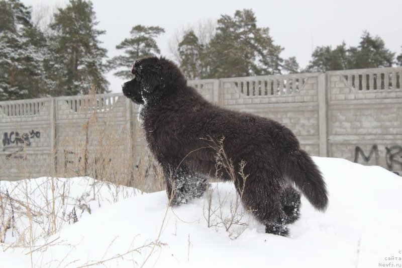 Фото: ньюфаундленд Al'fa Dar Oksa Avgustina (Альфа Дар Окса Августина)