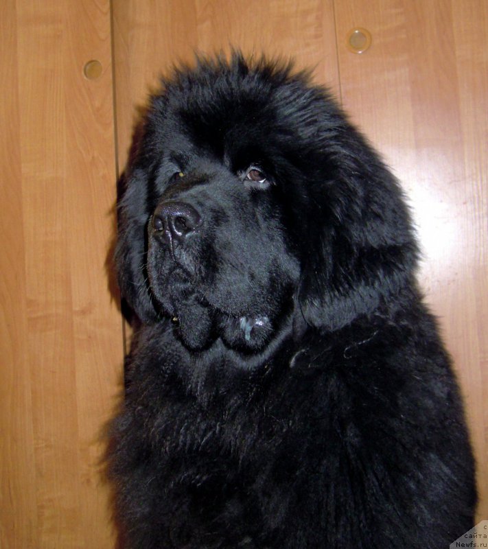 Фото: ньюфаундленд Alfa Dar Oksa Arsemiy (Альфа Дар Окса Арсёмий)