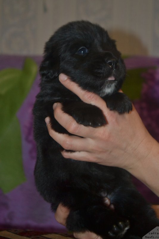 Фото: ньюфаундленд Li San (Ли Сан)