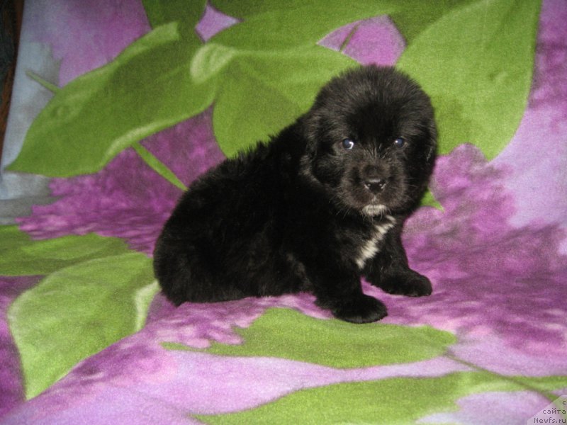 Фото: ньюфаундленд Li San (Ли Сан)