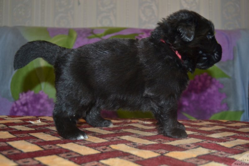 Фото: ньюфаундленд Ledi Fortuna (Леди Фортуна)