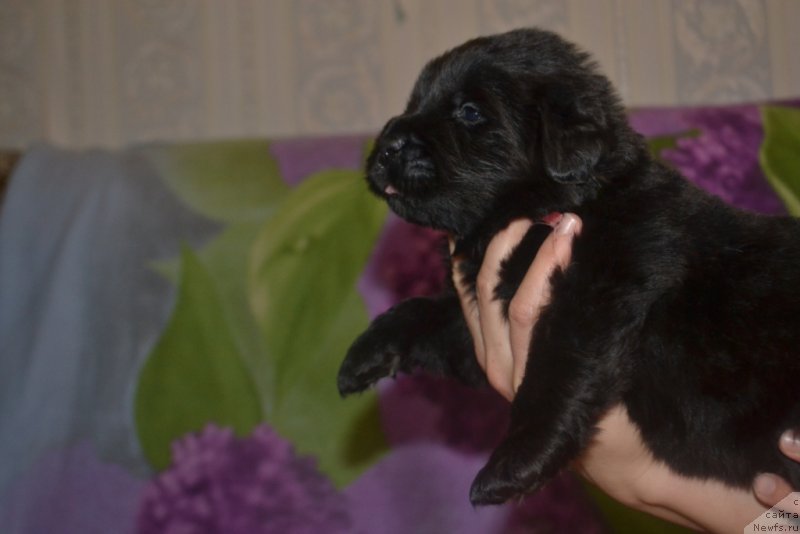 Фото: ньюфаундленд Ledi Fortuna (Леди Фортуна)