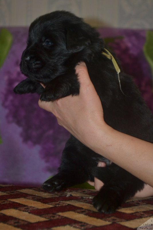 Фото: ньюфаундленд Leysi Lu (Лейси Лу)