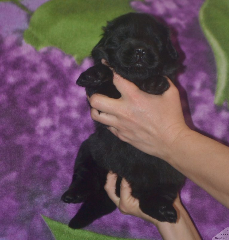 Фото: ньюфаундленд Leysi Lu (Лейси Лу)