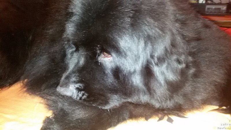 Фото: ньюфаундленд Vlastelin Mikhey (Властелин Михей)