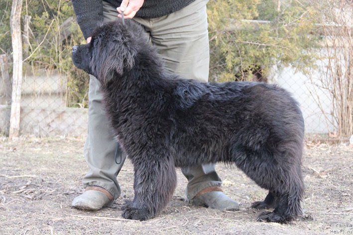 Фото: ньюфаундленд Yanita s Berega Dona (Янита с Берега Дона)