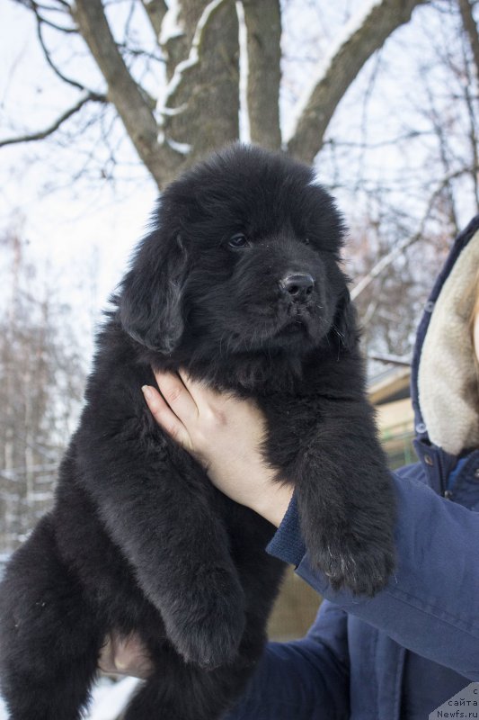 Фото: ньюфаундленд Leysi Lu (Лейси Лу)