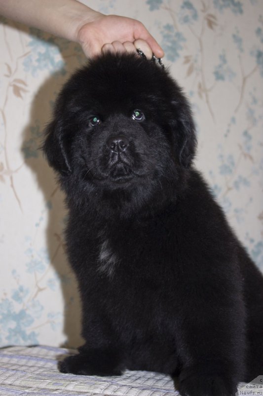 Фото: ньюфаундленд Leysi Lu (Лейси Лу)