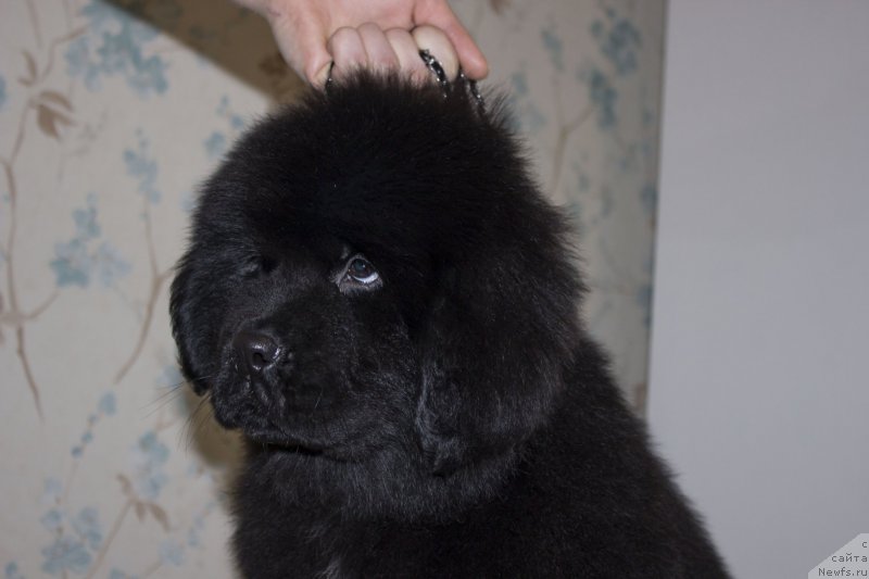 Фото: ньюфаундленд Leysi Lu (Лейси Лу)