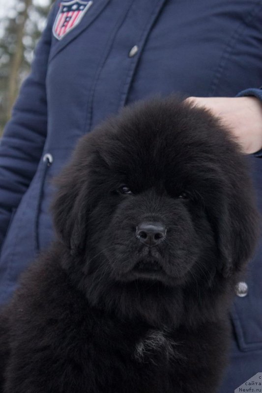 Фото: ньюфаундленд Leysi Lu (Лейси Лу)