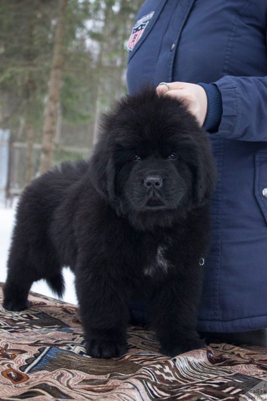 Фото: ньюфаундленд Leysi Lu (Лейси Лу)