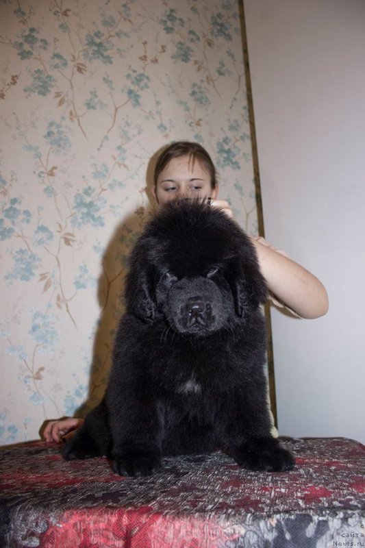 Фото: ньюфаундленд Leysi Lu (Лейси Лу)