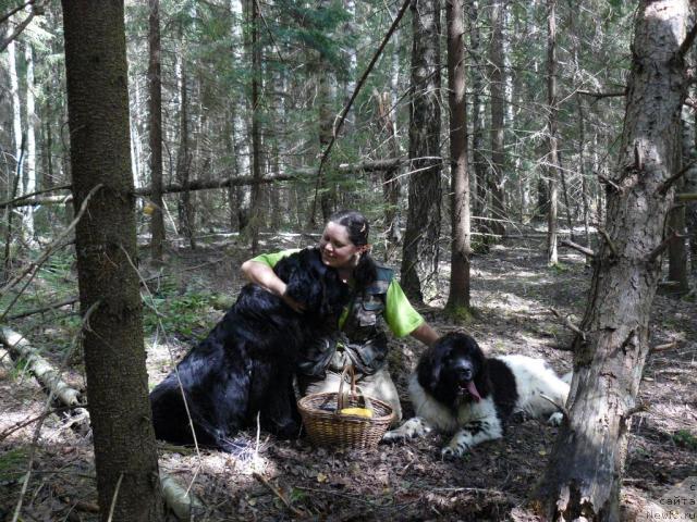 Фото: ньюфаундленд Berta (Берта), Elena Pushkareva (Елена Пушкарева), ньюфаундленд Voshodyashaya Zvezda (Восходящая Звезда)