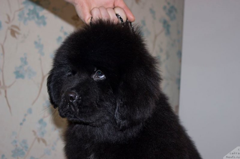 Фото: ньюфаундленд Leysi Lu (Лейси Лу)