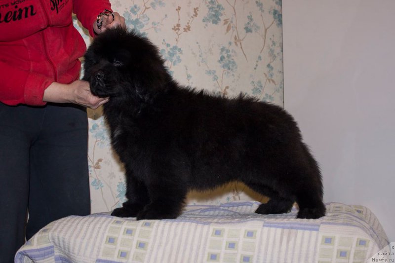 Фото: ньюфаундленд Leysi Lu (Лейси Лу)
