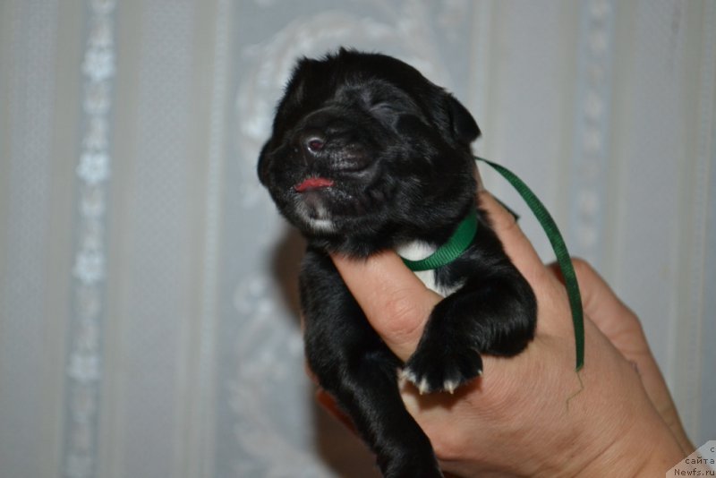 Фото: ньюфаундленд Lyuk Skayvoker (Люк Скайвокер)