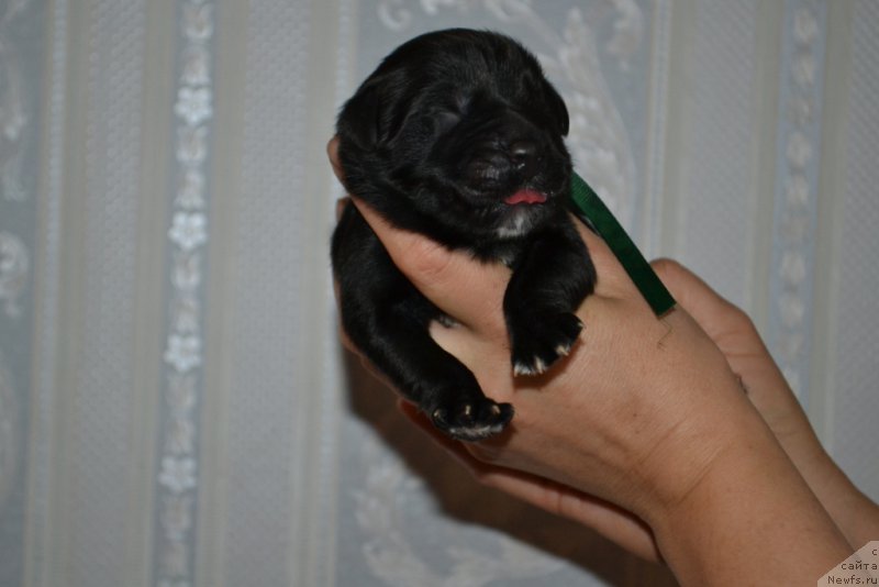 Фото: ньюфаундленд Lyuk Skayvoker (Люк Скайвокер)