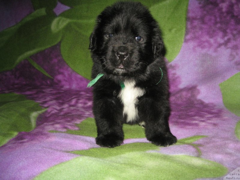 Фото: ньюфаундленд Lyuk Skayvoker (Люк Скайвокер)