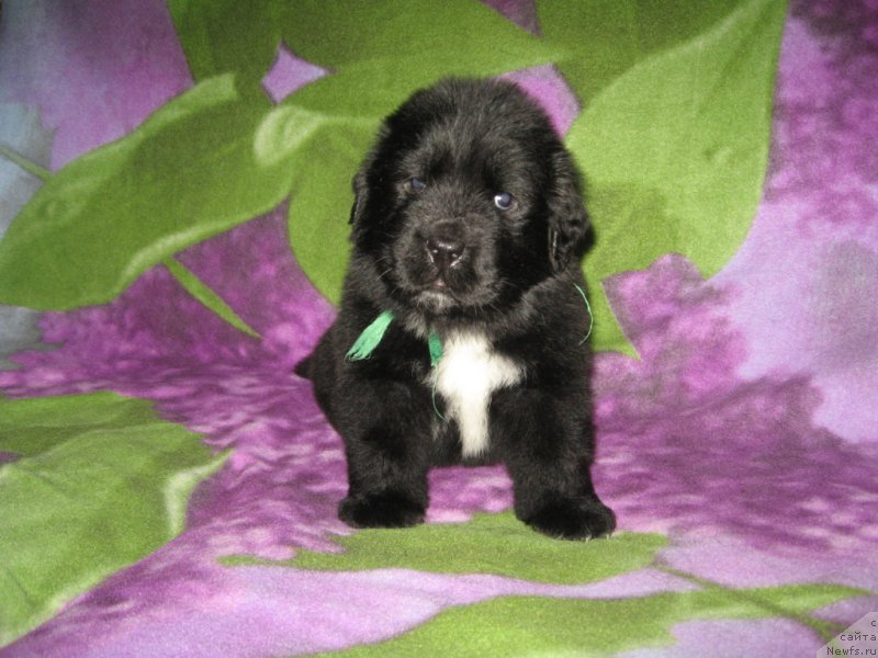 Фото: ньюфаундленд Lyuk Skayvoker (Люк Скайвокер)