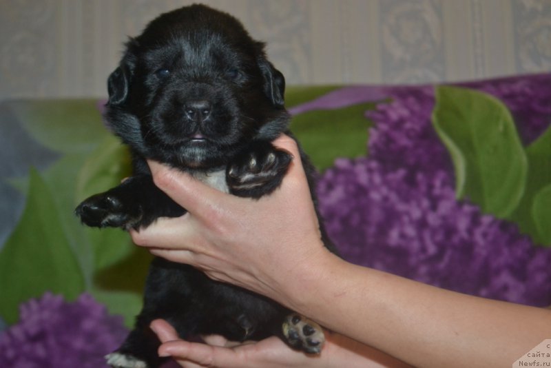 Фото: ньюфаундленд Lyuk Skayvoker (Люк Скайвокер)