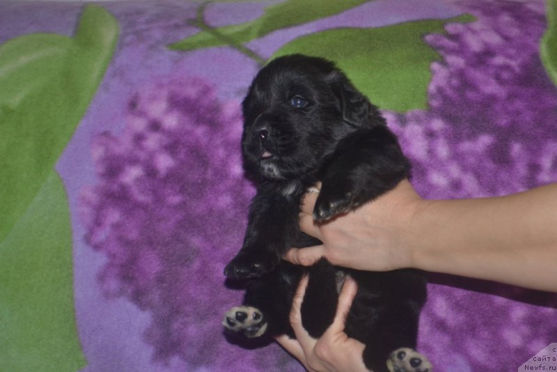 Фото: ньюфаундленд Lyuk Skayvoker (Люк Скайвокер)