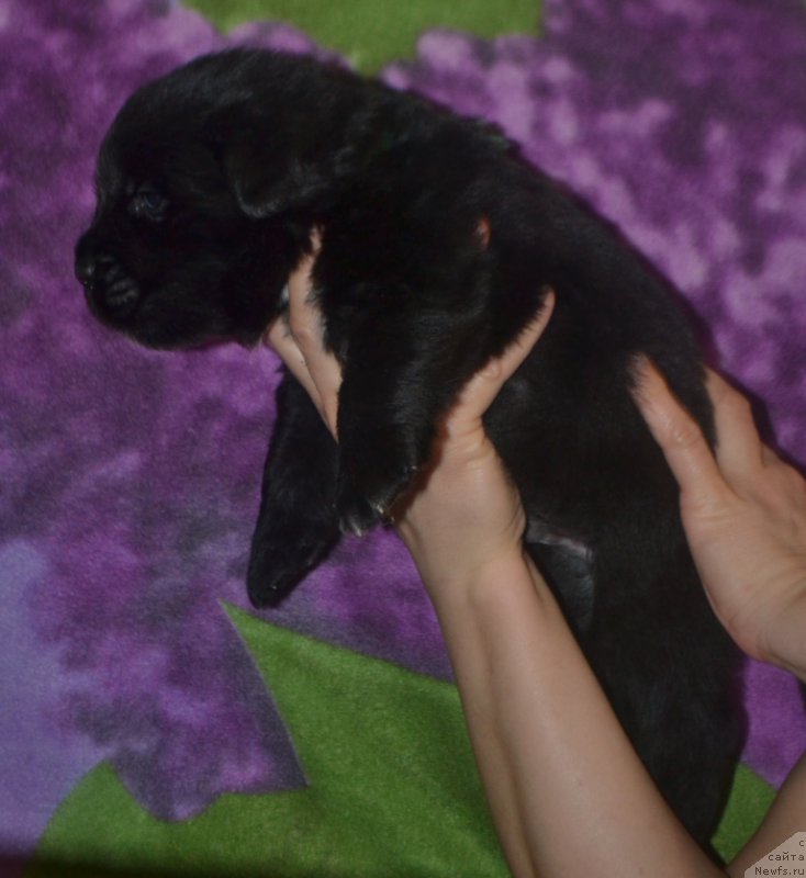 Фото: ньюфаундленд Lyuk Skayvoker (Люк Скайвокер)