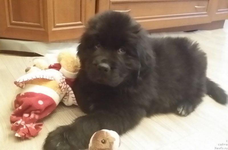 Фото: ньюфаундленд Lankaster (Ланкастер)