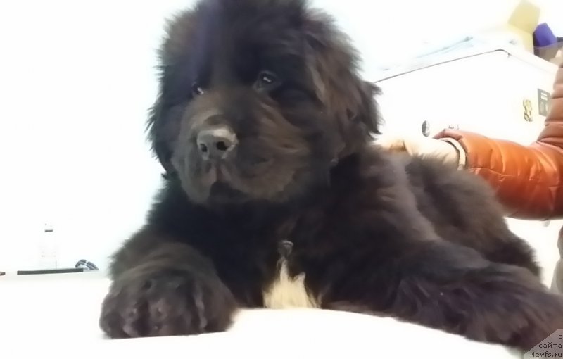 Фото: ньюфаундленд Lankaster (Ланкастер)