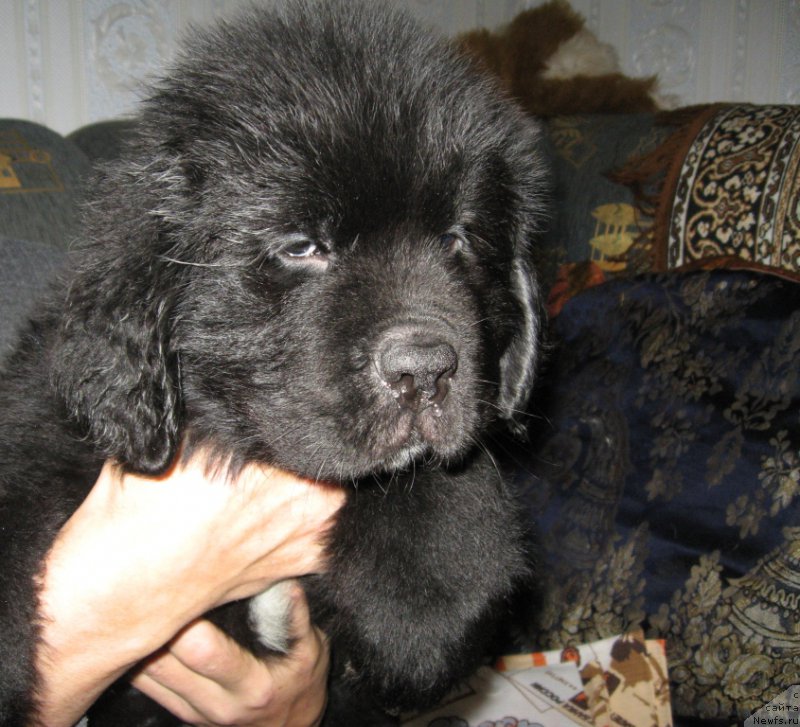 Фото: ньюфаундленд Lyuk Skayvoker (Люк Скайвокер)