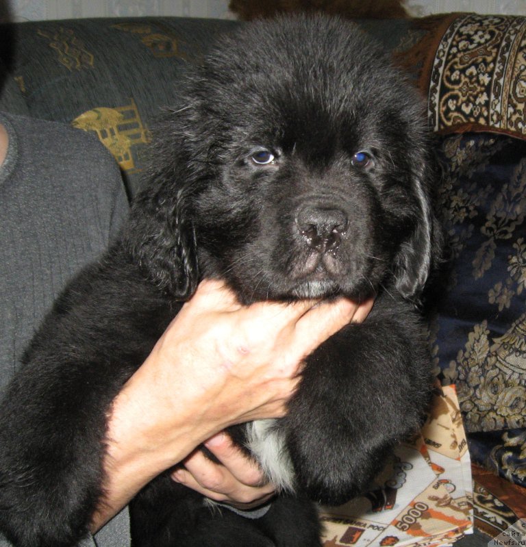 Фото: ньюфаундленд Lyuk Skayvoker (Люк Скайвокер)