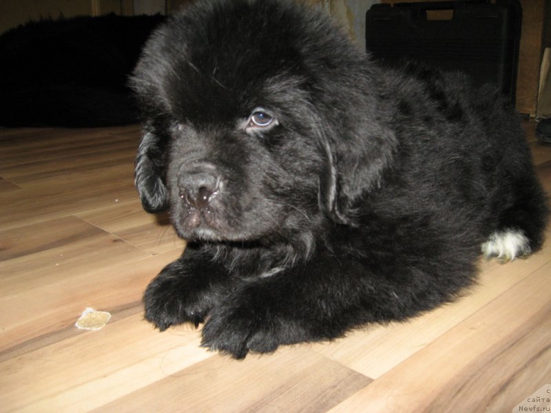 Фото: ньюфаундленд Lyuk Skayvoker (Люк Скайвокер)