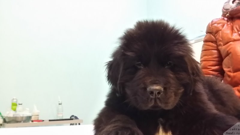 Фото: ньюфаундленд Lankaster (Ланкастер)