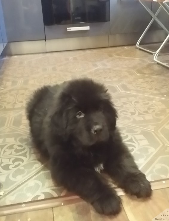 Фото: ньюфаундленд Lankaster (Ланкастер)