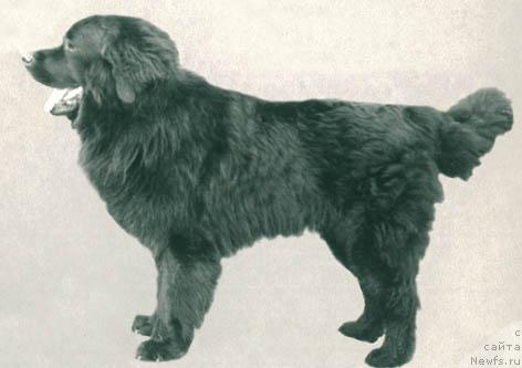 Фото: ньюфаундленд Rear Vil'bag (Реар Вильбаг)