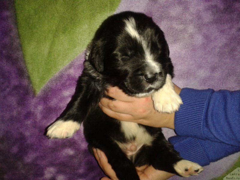 Фото: ньюфаундленд Leks Krasavchik (Лекс Красавчик)