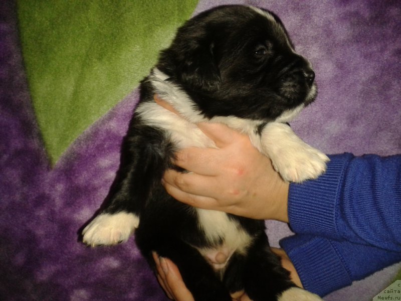 Фото: ньюфаундленд Leks Krasavchik (Лекс Красавчик)