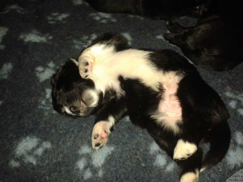 Фото: ньюфаундленд Leks Krasavchik (Лекс Красавчик)