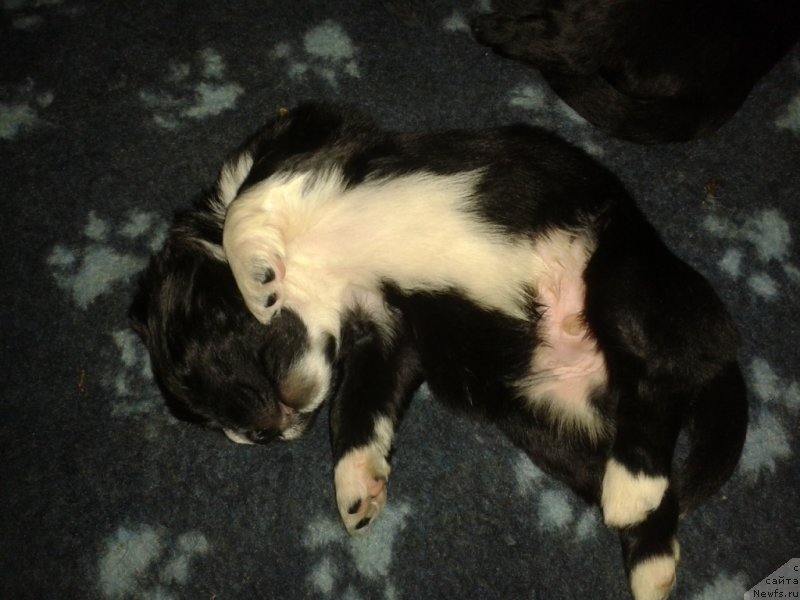 Фото: ньюфаундленд Leks Krasavchik (Лекс Красавчик)