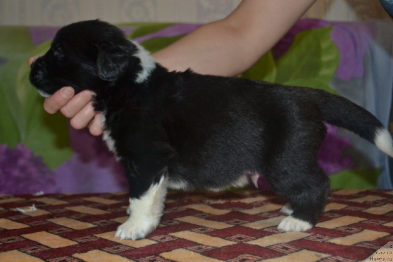 Фото: ньюфаундленд Leks Krasavchik (Лекс Красавчик)