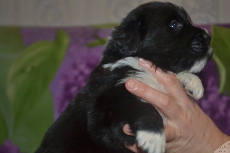 Фото: ньюфаундленд Leks Krasavchik (Лекс Красавчик)