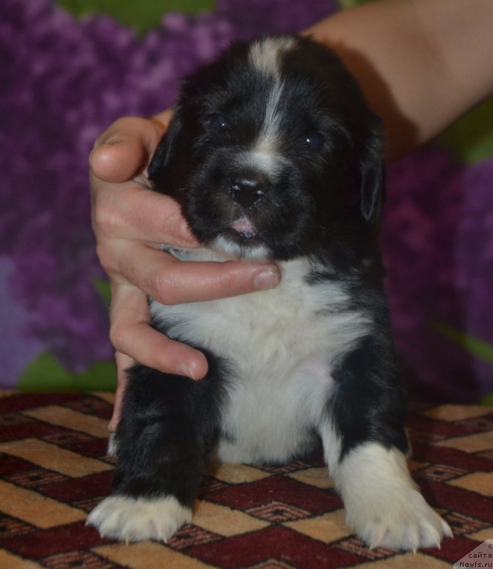 Фото: ньюфаундленд Leks Krasavchik (Лекс Красавчик)