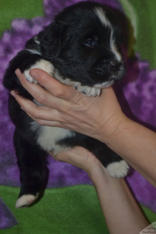 Фото: ньюфаундленд Leks Krasavchik (Лекс Красавчик)