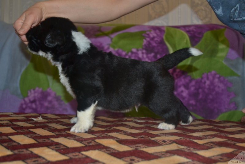 Фото: ньюфаундленд Leks Krasavchik (Лекс Красавчик)