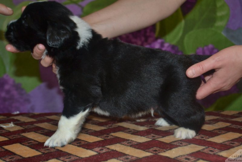 Фото: ньюфаундленд Leks Krasavchik (Лекс Красавчик)