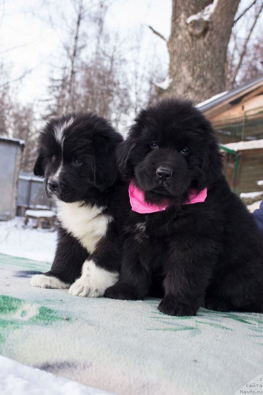 Фото: ньюфаундленд Leks Krasavchik (Лекс Красавчик), ньюфаундленд Leysi Lu (Лейси Лу)