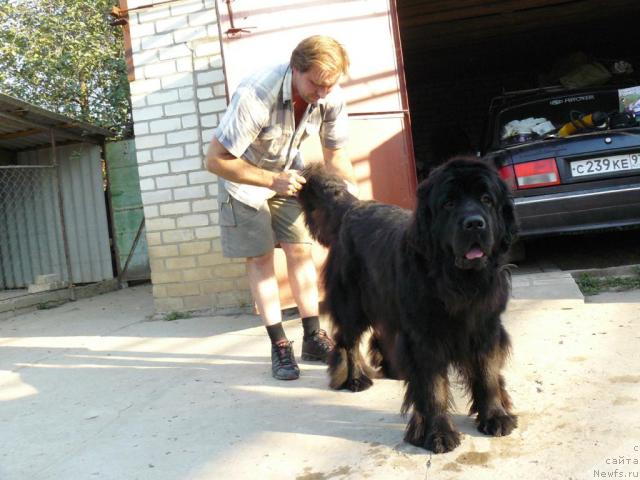 Фото: Aleksey Zavaruev (Алексей Заваруев), ньюфаундленд Berta (Берта)